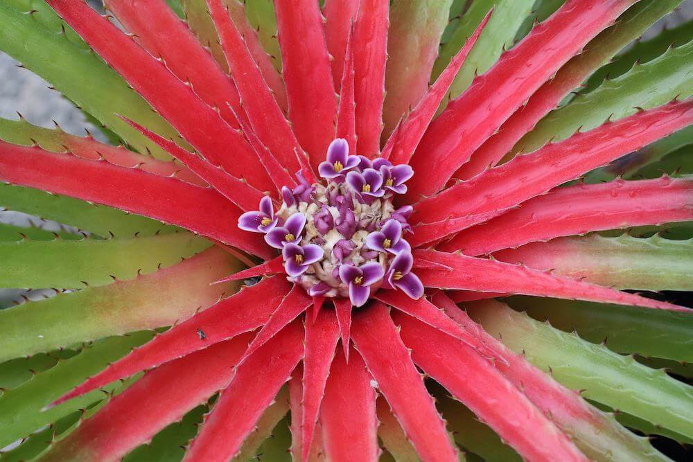 Fleur de Bromelia