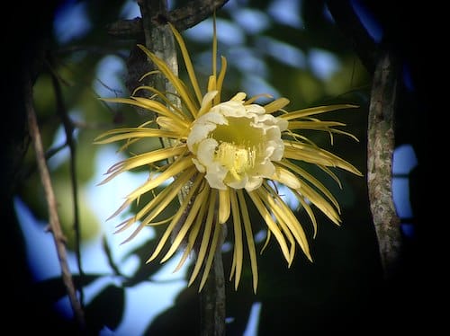 Fleur de la lune