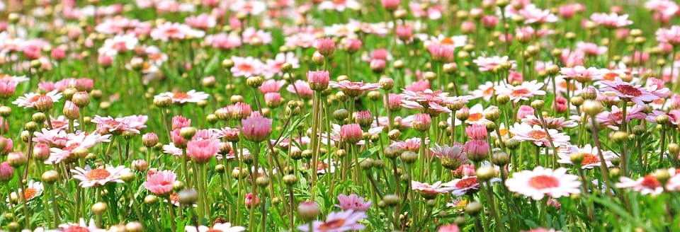 Fleurs dans un champ