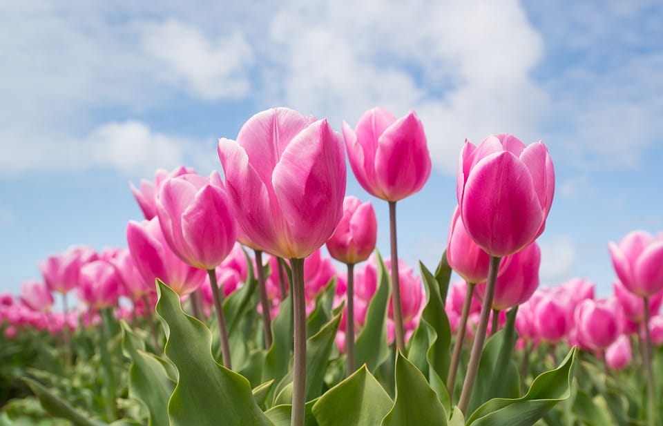 Tulipes