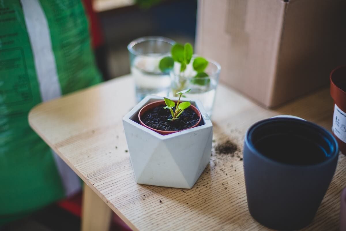 Bouturer Pilea