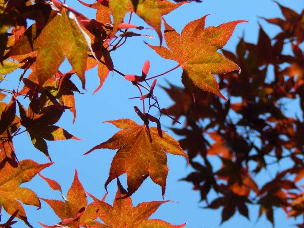 Les plates-bandes et vivaces : un soin d’automne pour un réveil printanier
